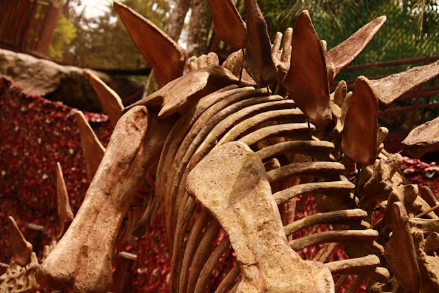 The hip bones of a Stegosaurus