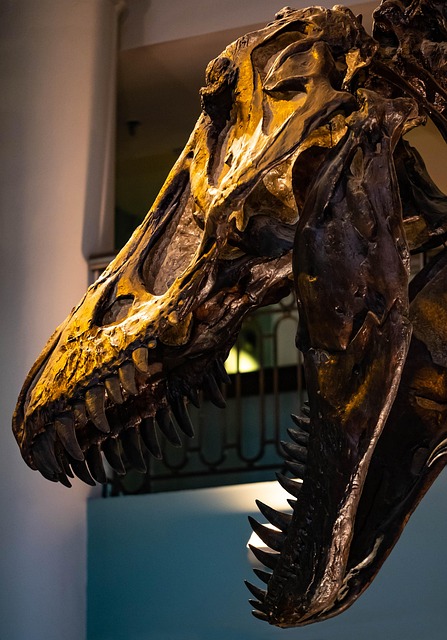 A fossil of a velociraptor